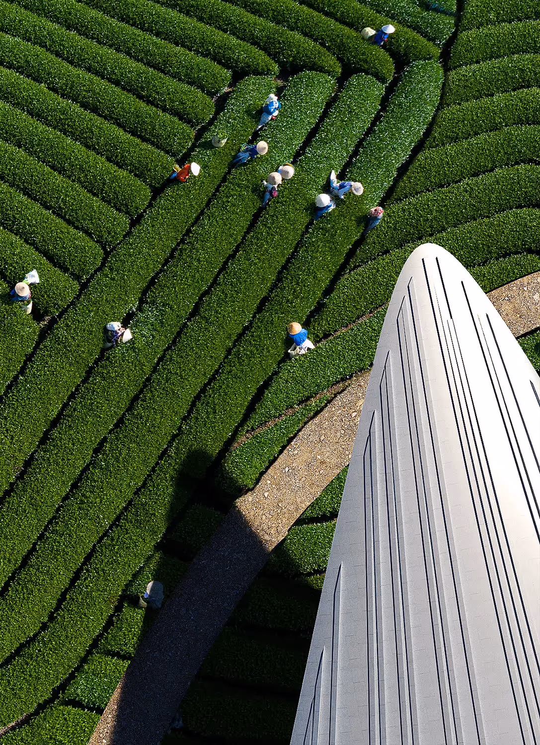 Harvesting